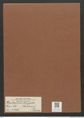 Hantzschia elongata Grun. (de-Toni-Nr.: Genus 50, Species 2206) Zeichnungen Sammlung Grunow Mappe 02428 (Herbarium_W_Grunow_drawings_Folder_02428)